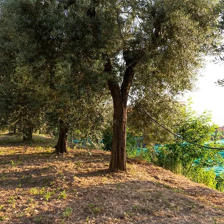 La Minucciola Daire *